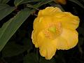 Hypericum choisianum